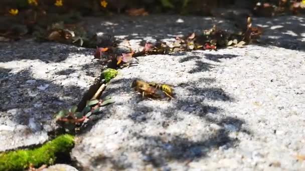 Una Avispa Peleando Matando Una Abeja Melífera Suelo Gris Día — Vídeos de Stock