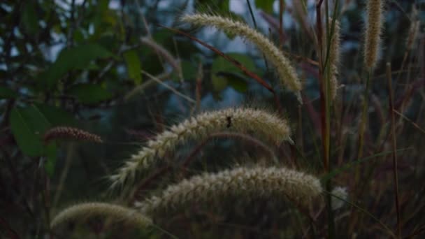 Ameise Auf Einem Grashalm — Stockvideo