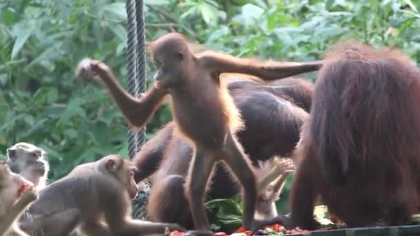 Orango Bambino Sulla Piattaforma Alimentazione Con Scimmie — Video Stock