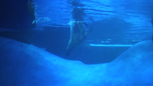 Tuleni Plavou Průzračné Modré Vodě Natočeno Zoo Melbourne Austrálie — Stock video