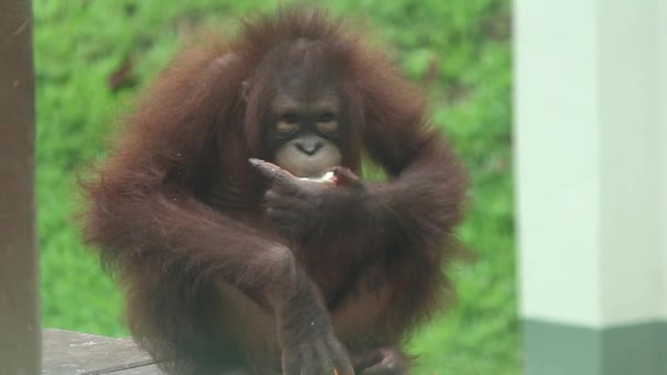 Ung Man Orangutang Äter Frukt — Stockvideo