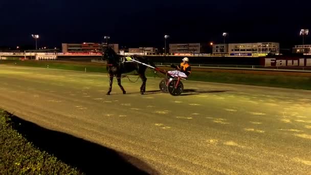 Hermoso Caballo Prepararse Para Carrera — Vídeo de stock