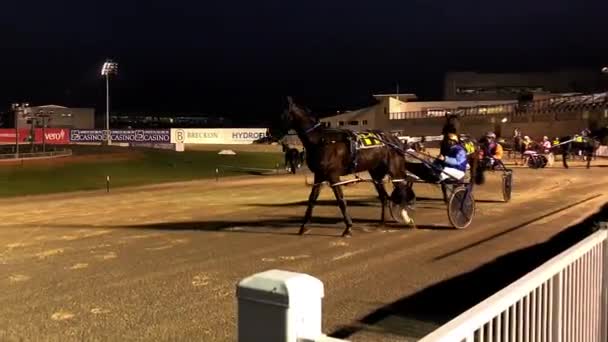 Paarden Die Zich Voorbereiden Start Van Een Race — Stockvideo