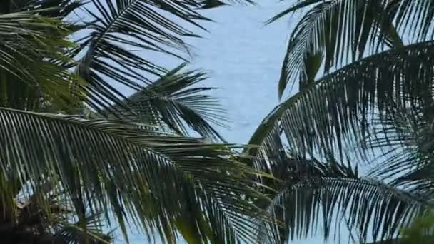 Regard Sur Océan Travers Les Sommets Couple Palmiers Bruissant Dans — Video