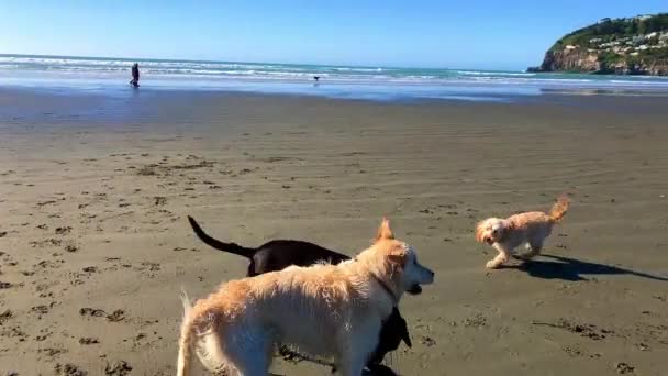 Psi hrají na pláži za slunečného dne v slo pohybu