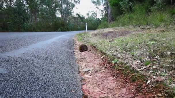 Ampia Ripresa Echidna Selvatico Strada Durante Giorno Maffra Victoria Australia — Video Stock