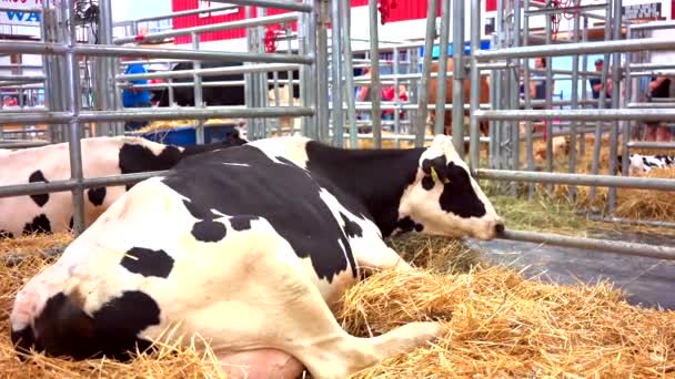 Cow Laying Hay Eating Fair — Stock Video