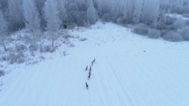 Rådjursbesättning Närmar Sig Med Drönare — Stockvideo