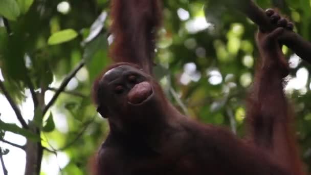 Video Orangután Macho Sonriendo Mostrando Sus Labios Selva Borneo — Vídeo de stock