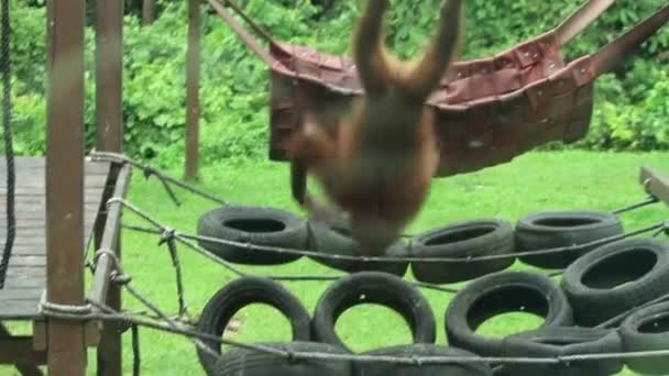 Female Orangutan Hanging Swinging — Stock Video