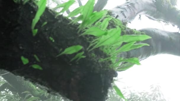 Низкий Угол Обнажения Зеленого Дерева Листьями Зелеными Грибами Стебель Ветви — стоковое видео