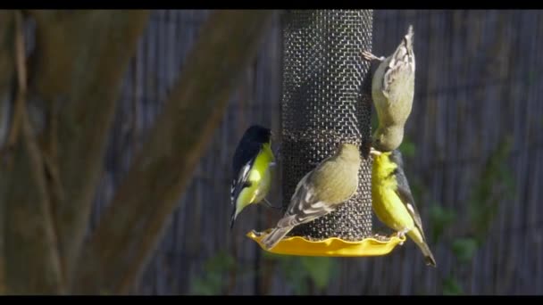 Alimentator Păsări Din Curte Cinteze Galbene Mai Mici Alte Păsări — Videoclip de stoc