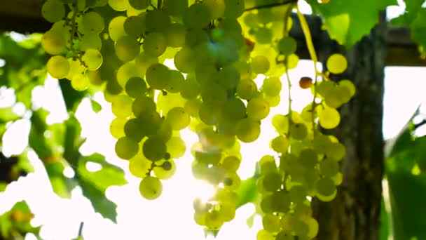 Detalhe Das Uvas Penduradas Vienyard Tiro Verão — Vídeo de Stock