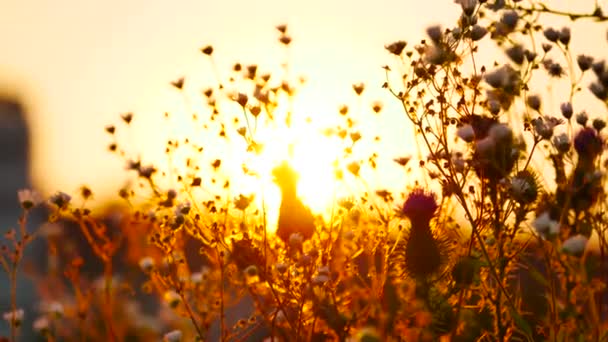 Χρυσαφί Ηλιοβασίλεμα Και Άγρια Λουλούδια Λεπτομέρεια Πυροβολισμό — Αρχείο Βίντεο