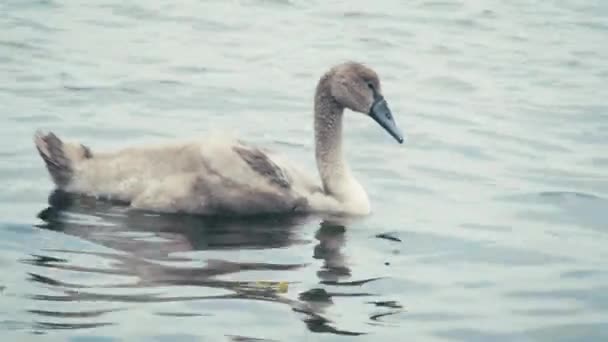 Прекрасный Молодой Лебедь Плавает Океане Конце Лета — стоковое видео