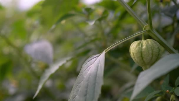 Wiatr Wstrząsający Roślinami Tomatillo Zbliżeniem Tomatillo — Wideo stockowe
