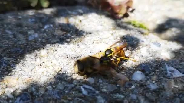 Una Avispa Peleando Matando Una Abeja Melífera Suelo Gris Día — Vídeo de stock