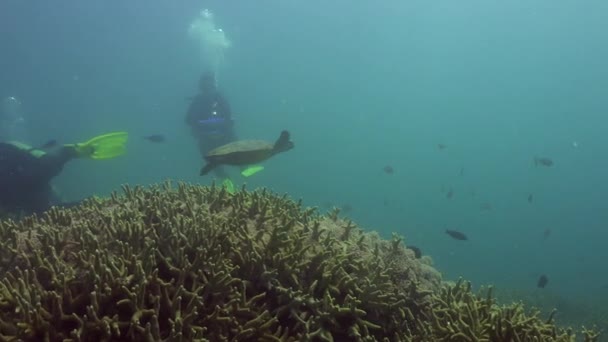 Två Dykare Tittar Hawksbill Havssköldpadda Simma Från Ett Hårt Korallrev — Stockvideo