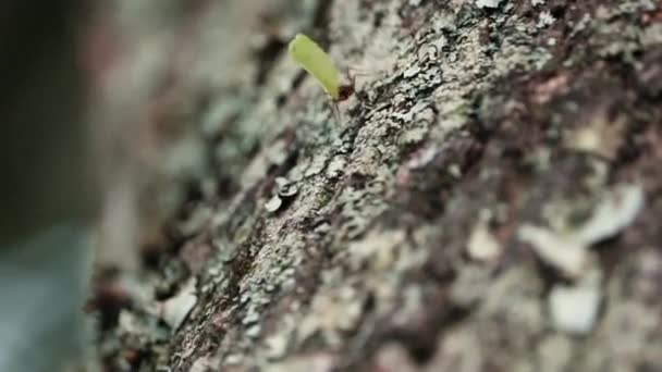 An ant carries a small piece of a leave down a tree.