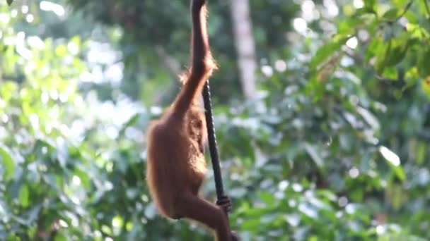 Baby Orangutan Climbing Rope — Stock Video