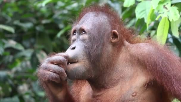 Nahaufnahme Eines Jungen Männlichen Orang Utans Wald — Stockvideo