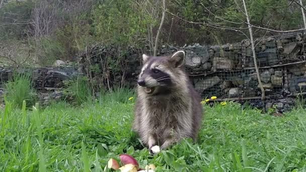 Furry Vänner Kan Vara Mycket Roligt Och Underhållande — Stockvideo