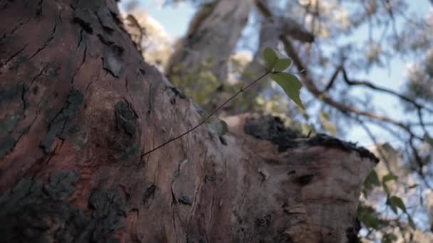 火の後のユーカリの木に枝を発芽 — ストック動画