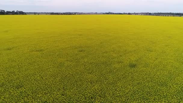 Drönare Antenn Canola Field Meadow — Stockvideo