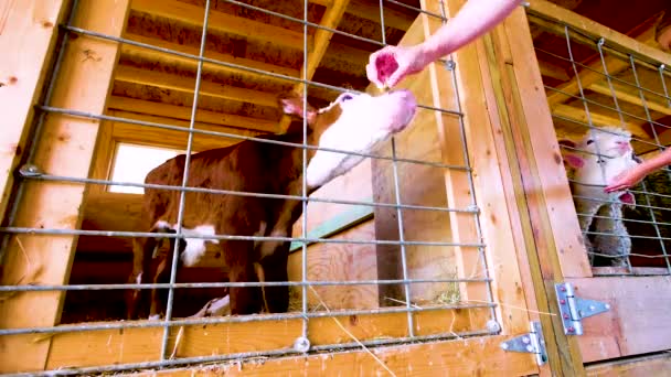 女人的手喂小牛犊 小母牛舔手 小牛吃女人的手 小牛犊长舌 — 图库视频影像