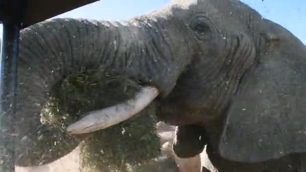 Vídeo Elefante Comer Erva Filmei Ano Passado Férias Namíbia Tamanho — Vídeo de Stock