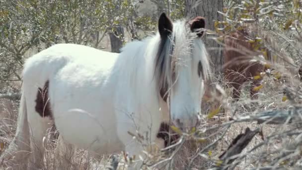 Dzikie Kucyki Assateague Island Maryland — Wideo stockowe