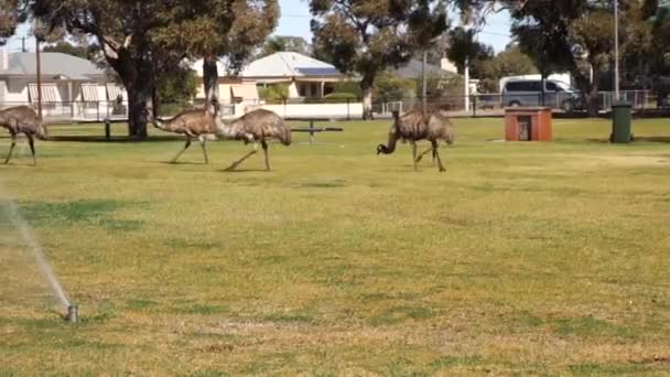 Large Numbers Emus Entering Broken Hill Nsw Australia Due Ongoing — Stock Video