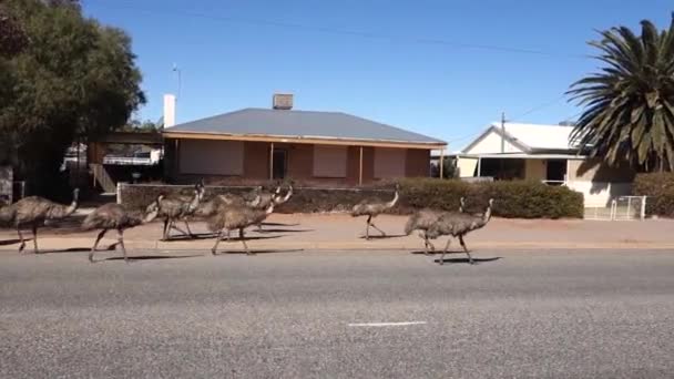 Large Numbers Emus Entering Broken Hill Nsw Australia Due Ongoing — Stock Video