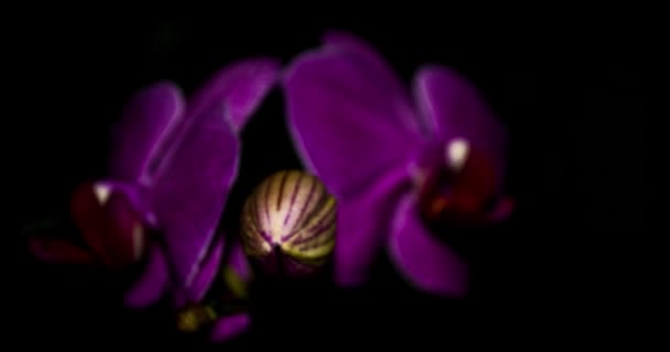 Bardzo Bliskie Ujęcie Purpurowej Orchidei Kwitnącej — Wideo stockowe