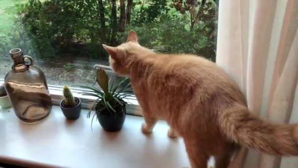 Katze Versucht Sein Zuhause Verteidigen Weil Sein Territorium Ist — Stockvideo