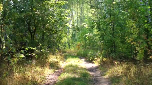 Landweg Het Bos — Stockvideo