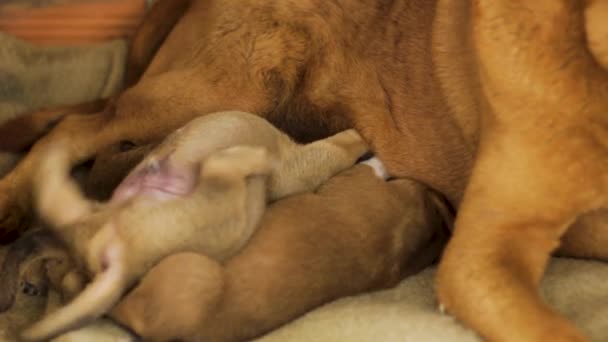 Gros Plan Bâtard Maman Nourrir Ses Chiots — Video