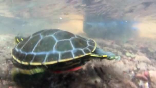 Undervattensbild Sköldpadda Som Simmar Bort Från Ett Barn — Stockvideo