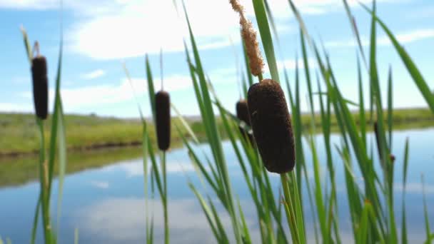 Cattail Våtmark Utkanten Calgary Alberta — Stockvideo