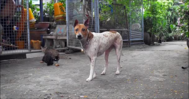 Chien Aboie Sur Des Étrangers — Video