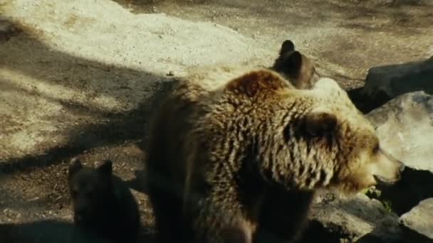 大人のクマは動物園の生息地で彼女のクマの赤ちゃんを伴います スウェーデンのストックホルム — ストック動画