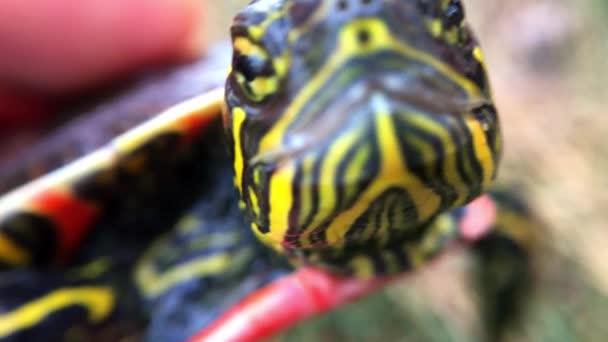 Makro Zbliżenie Strzał Twarzy Żółwia Wodnego — Wideo stockowe