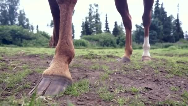 Kuda Kuku Atas Rumput Ekor Berayun — Stok Video