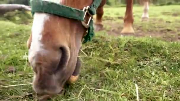 Brązowy Biały Koń Jedzący Zieloną Trawę Pastwisku — Wideo stockowe