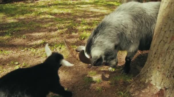 Cabras Bebés Brincar Com Mãe Estocolmo Suécia — Vídeo de Stock