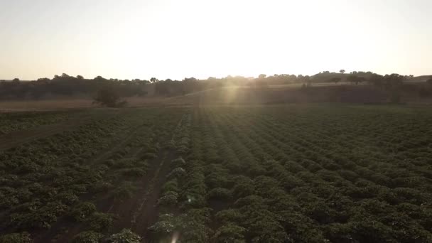 広い葉の空中ショット大きな農業分野でのスカッシュ開花 — ストック動画