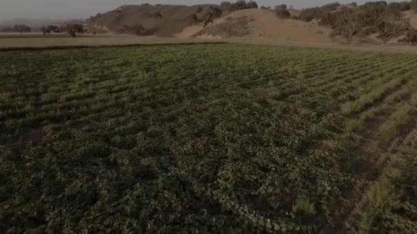 Letecký Záběr Širokého Listí Squash Květu Velkém Zemědělském Poli — Stock video