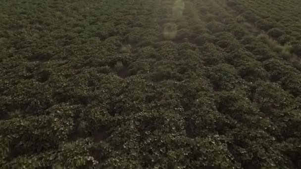 Geniş Yapraklı Kabakların Büyük Tarlada Çiçek Açmasının Havadan Çekimi — Stok video