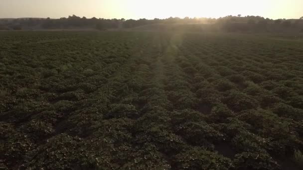 Vue Aérienne Floraison Courge Grandes Feuilles Dans Grand Champ Agricole — Video