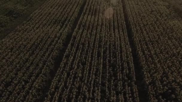 Drohnenaufnahmen Von Jungen Und Erntereifen Maispflanzen Bei Sonnenuntergang — Stockvideo